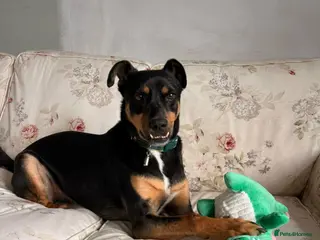 Mixed Breed dogs Max ❤️ - Advert 6