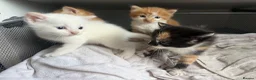 Domestic Shorthair cats for sale: Stunning Domestic Shorthair Kittens - Advert 4