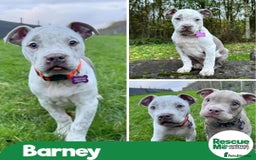 American Bulldog dogs for adoption: Beautiful Barney - Advert 1