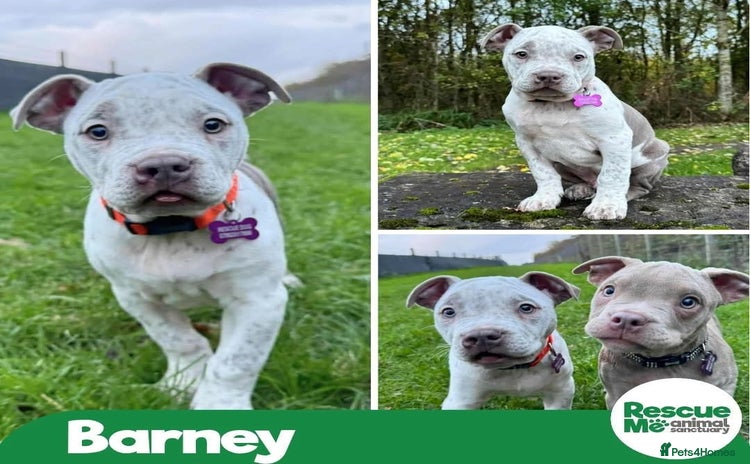 American Bulldog dogs Beautiful Barney - Advert 1