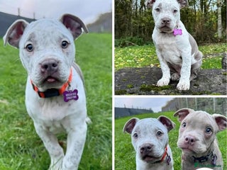 American Bulldog dogs Beautiful Barney - Advert 2