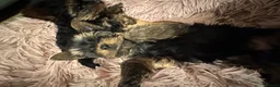Yorkshire Terrier dogs for sale: Gorgeous Yorkshire Terrier Puppies Ready to go! 🐾 - Advert 25