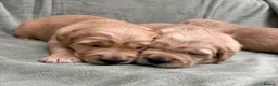 Golden Retriever dogs for sale: Golden retriever puppies ❤️ - Advert 1