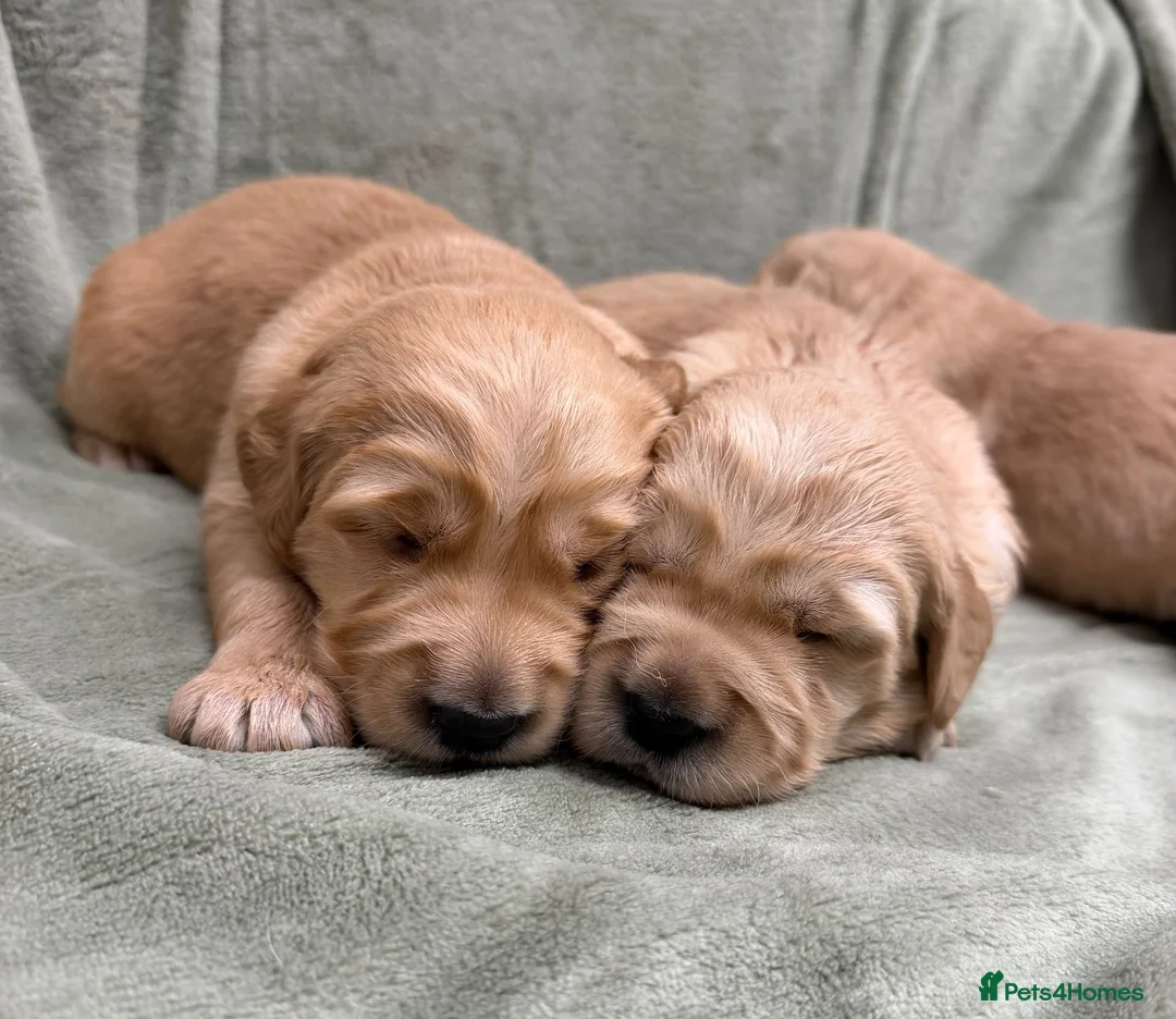 Golden Retriever dogs for sale: Golden retriever puppies ❤️ - Advert 1