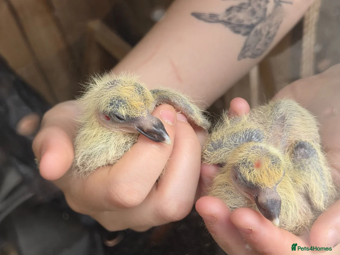 Pigeons birds for sale: Stunning German Owl Cross Ice Pigeon pair(related) in Manchester - Advert 2