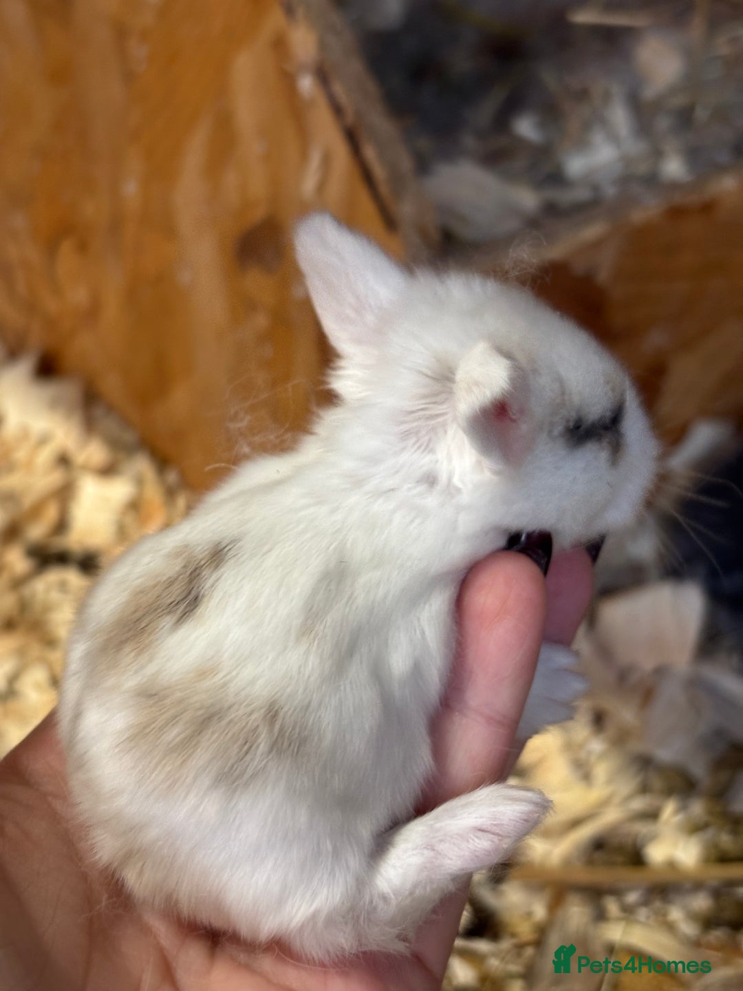 Mini Lop rabbits for sale: White & Grey Mini Lops - Advert 8