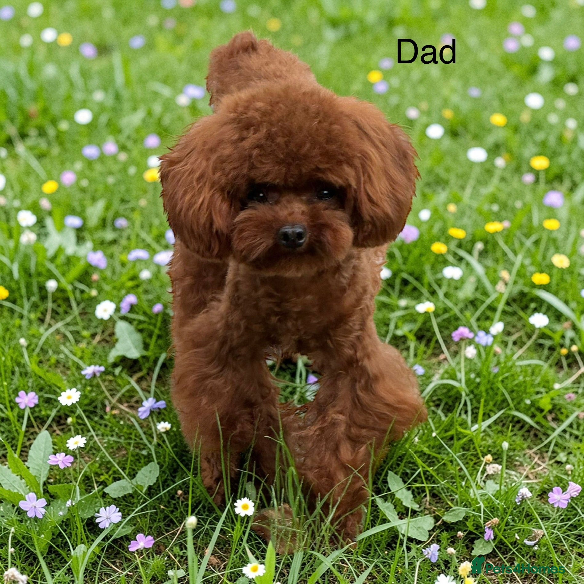 Maltipoo dogs Unique Asian Maltipoo puppies.DNA tested parents. - Advert 2