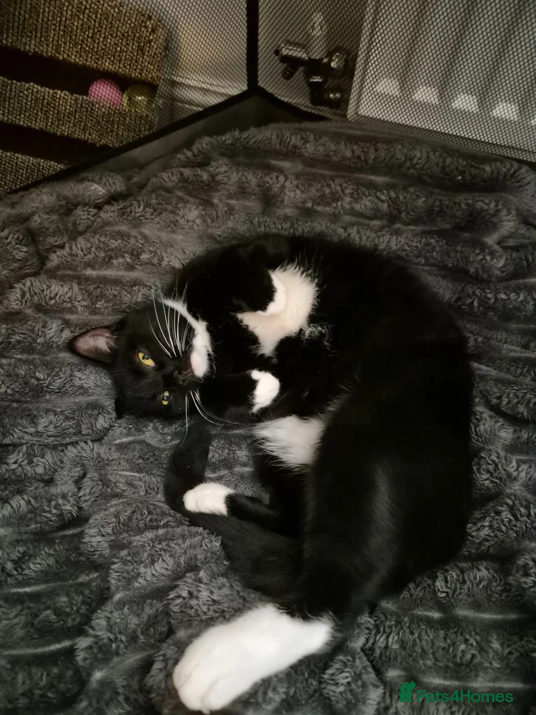 Domestic Shorthair cats for sale: Beautiful black and tabby babies  - Advert 2