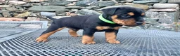 Mixed Breed dogs for sale: Lakeland / Fell terriers for sale in Pwllheli - Advert 13