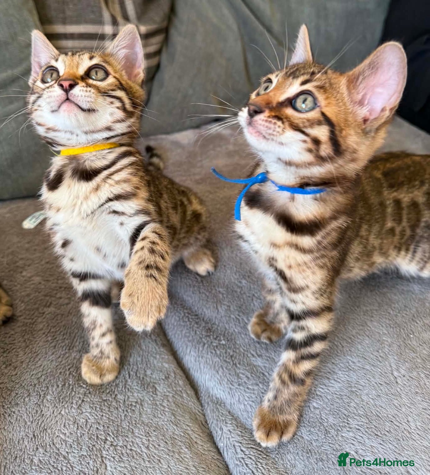 Bengal cats ✨ Beautiful Bengal Kittens✨ - Advert 12