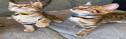 Bengal cats for sale: ✨ Beautiful Bengal Kittens✨ - Advert 1