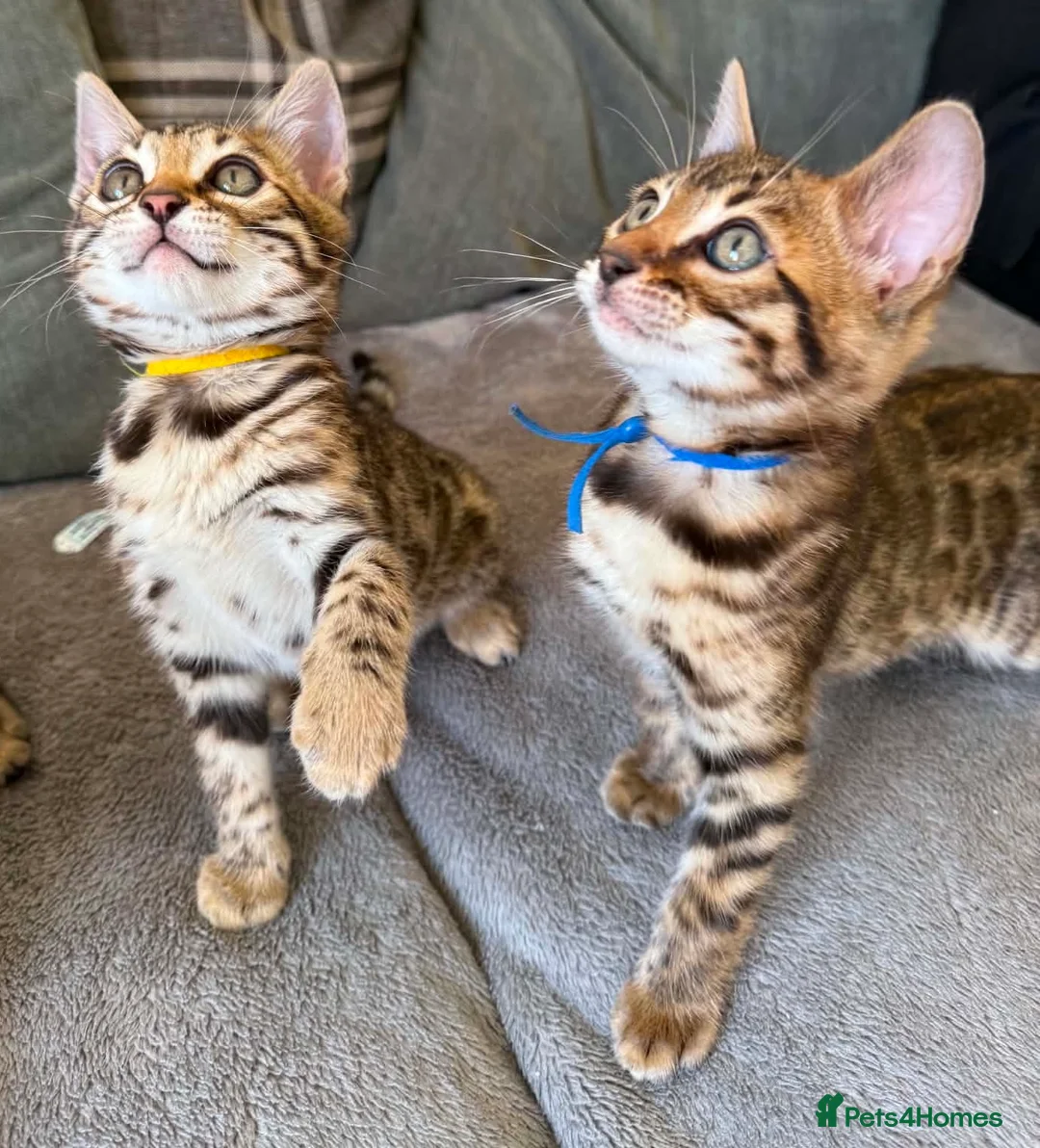 Bengal cats for sale: ✨ Beautiful Bengal Kittens✨ - Advert 1