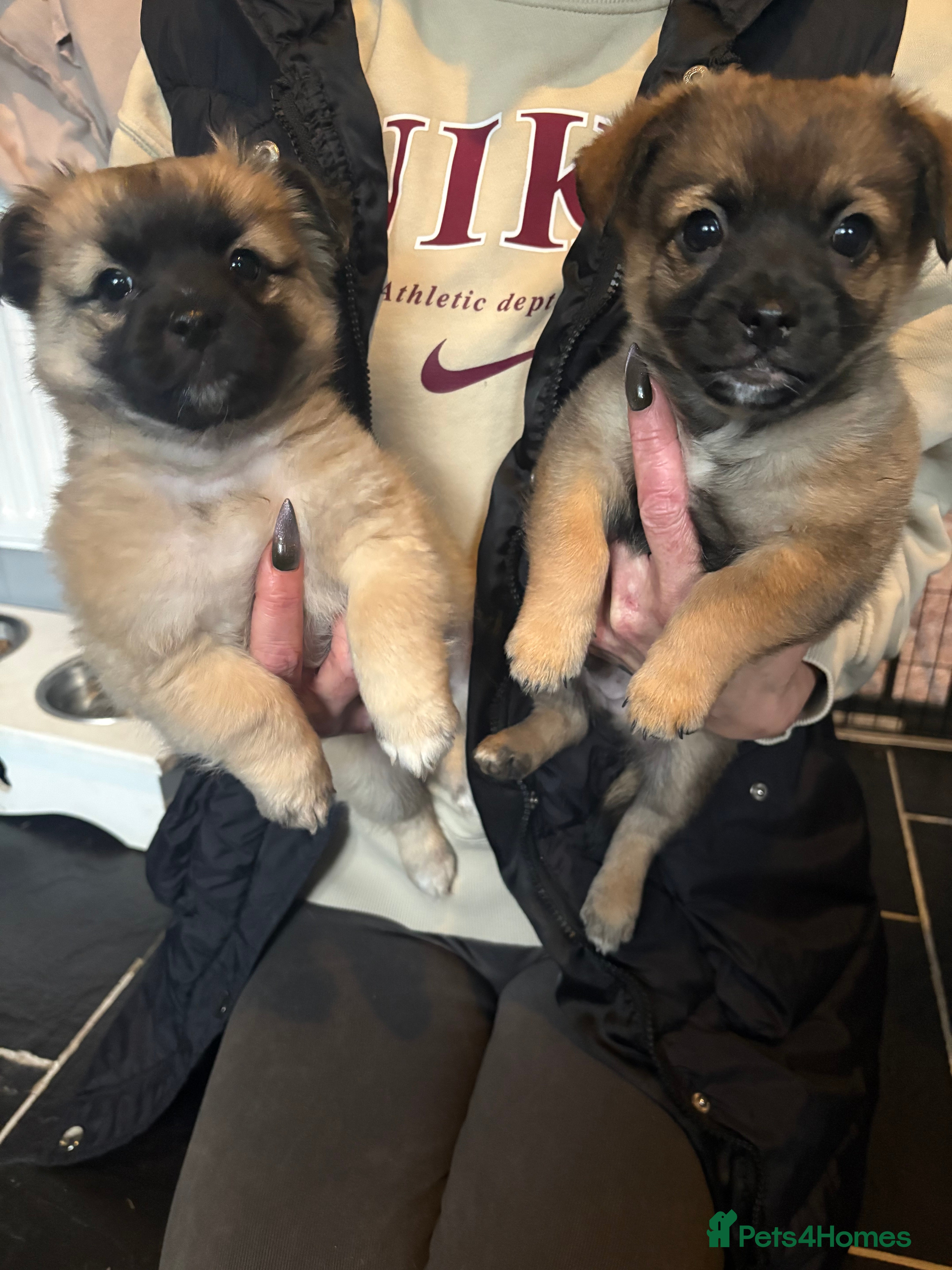 Mixed Breed dogs 3 beautiful pomeranions cross with jack russels  - Advert 2