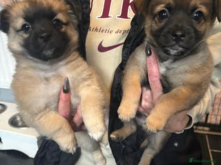 Mixed Breed dogs 3 beautiful pomeranions cross with jack russels - Advert 2