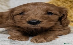 Cockapoo dogs for sale: Beautiful F1 Cockapoo puppies DNA clear  - Image 16