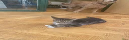 Mixed Breed cats for sale: Kittens  - Advert 3