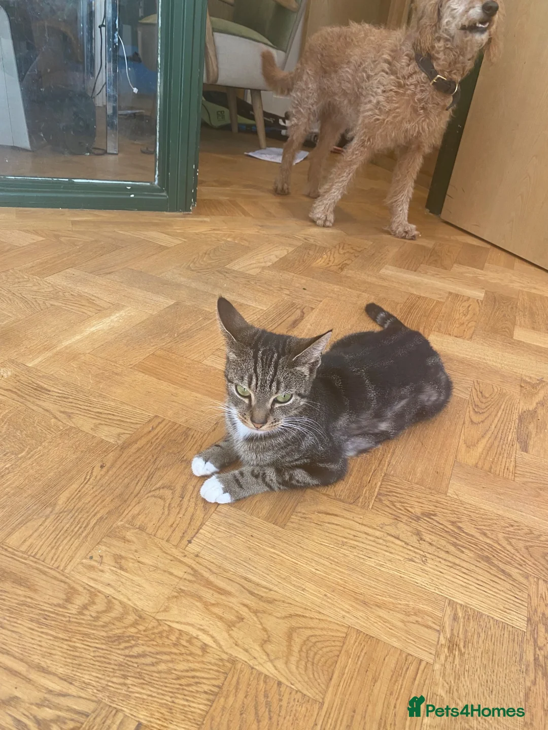 Mixed Breed cats for sale: Kittens  - Advert 3