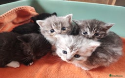 Devon Rex cats for sale: Munchkin x Devon rex  - Image 3