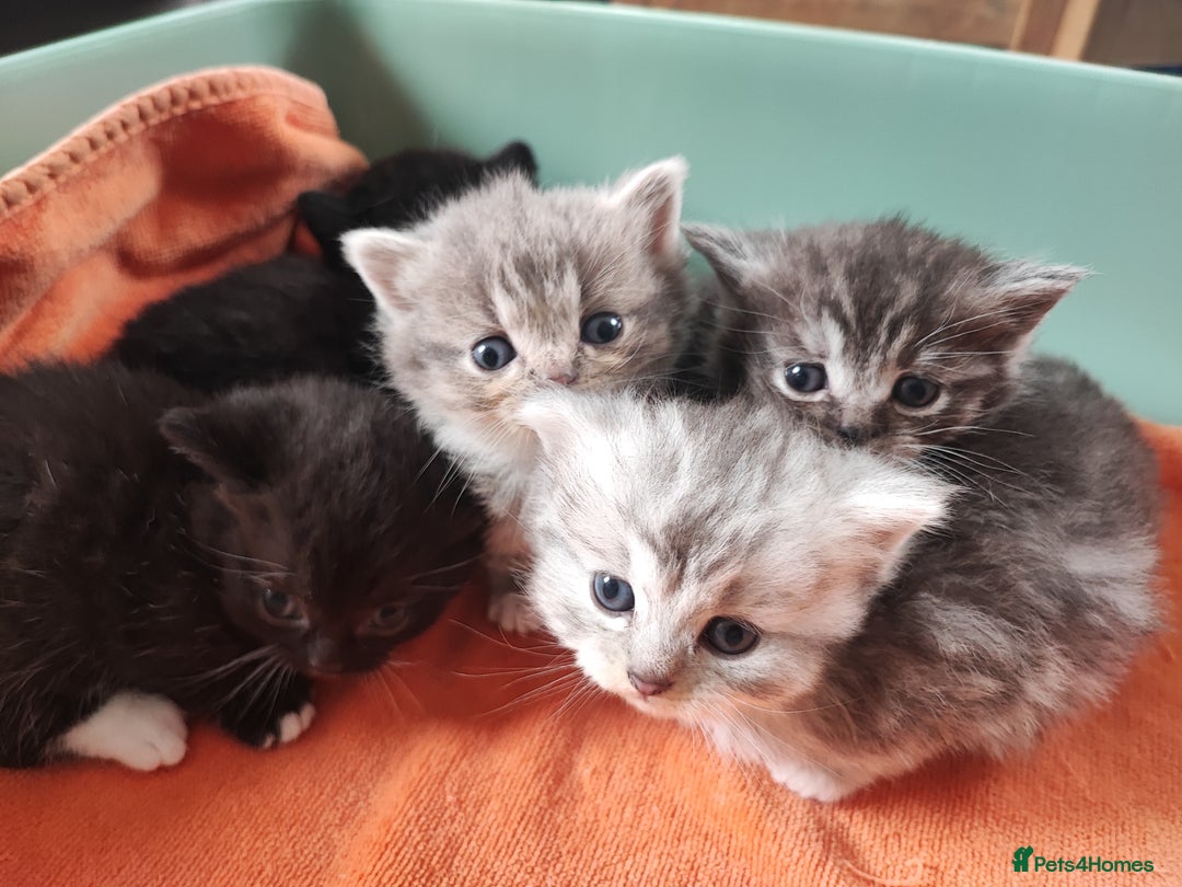 Devon Rex cats for sale: Munchkin x Devon rex  - Image 3