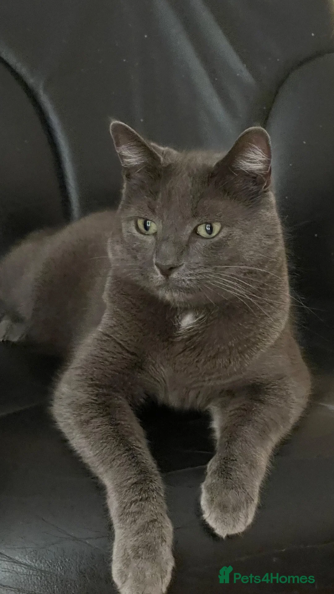 Russian Blue cats for sale: Pluto in London - Advert 2