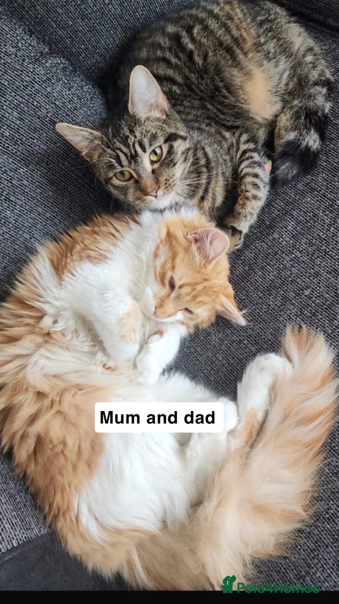 Mixed Breed cats for sale: 5 kittens looking for a loving home  in Birmingham - Advert 1
