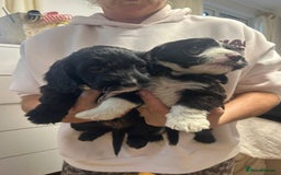 Cockapoo dogs for sale: Super cute spaniel x miniature poodle - Image 9
