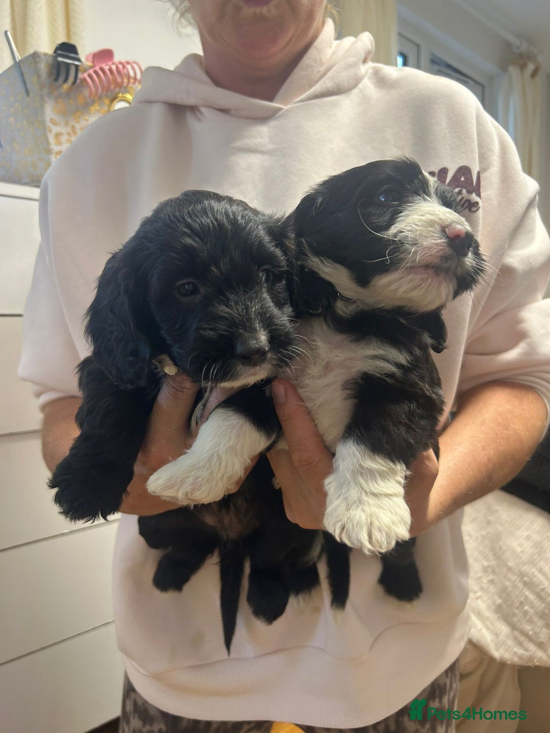 Cockapoo dogs for sale: Super cute spaniel x miniature poodle - Image 9