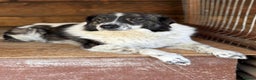 Mixed Breed dogs for adoption: Xin and Yedda - Bonded Pair desperate for a home! - Advert 11