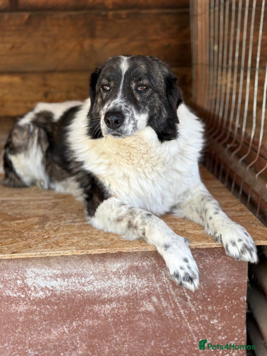 Mixed Breed dogs for adoption: Xin and Yedda - Bonded Pair desperate for a home! - Advert 11