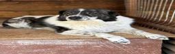 Mixed Breed dogs for adoption: Xin and Yedda - Bonded Pair desperate for a home! - Advert 11