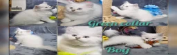British Longhair cats for sale: BHL Silver Tipped ns12 KITEN - Advert 5