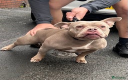 American Bully dogs for sale: Miniature micro bully puppies - Image 3