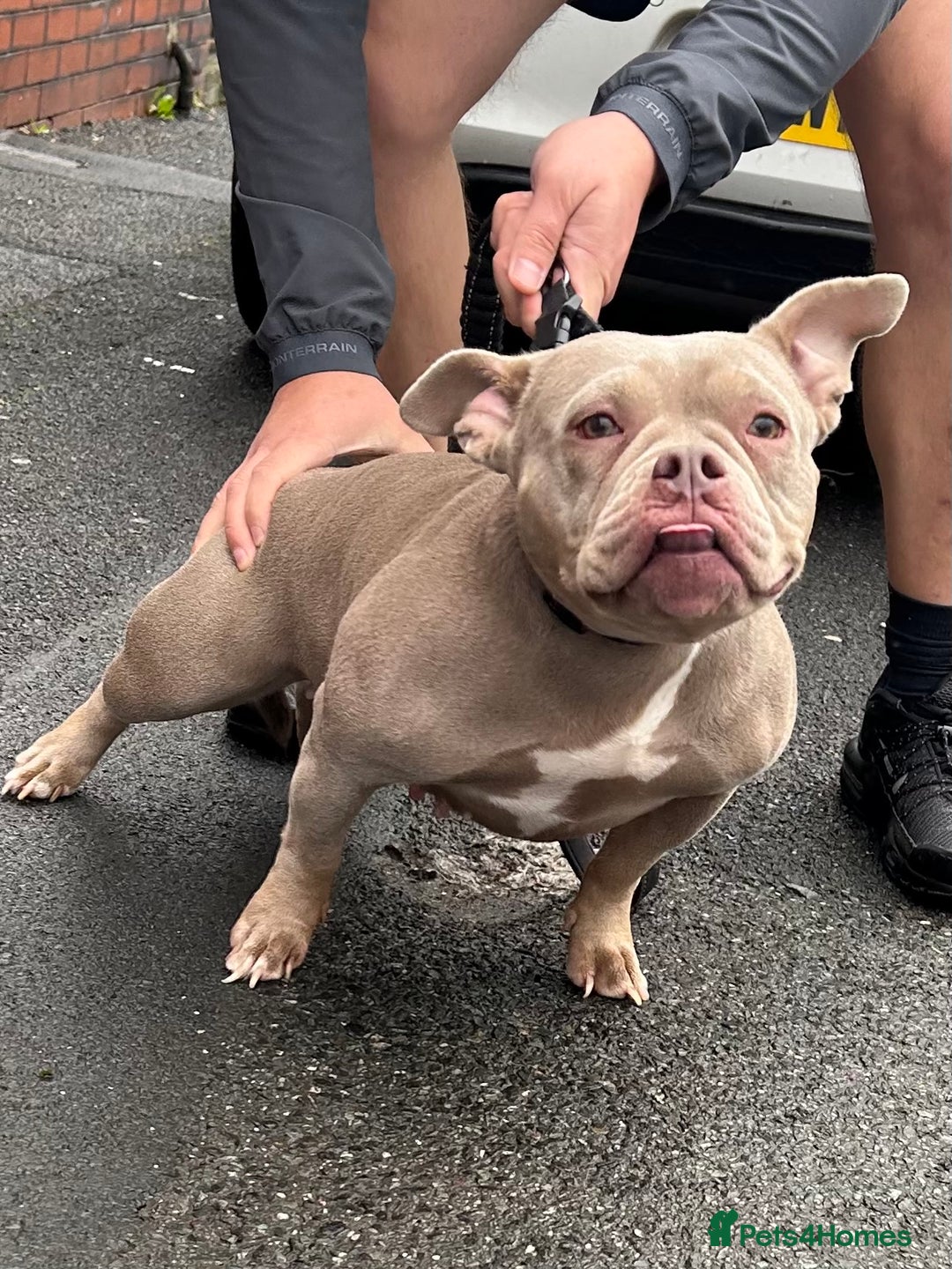 American Bully dogs for sale: Miniature micro bully puppies - Image 3