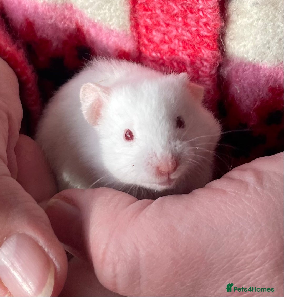 Hamster rodents for sale: Baby female Syrian hamsters from show stock  - Advert 7