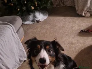 Border Collie dogs Loki Male Pedigree Border Collie - Advert 1