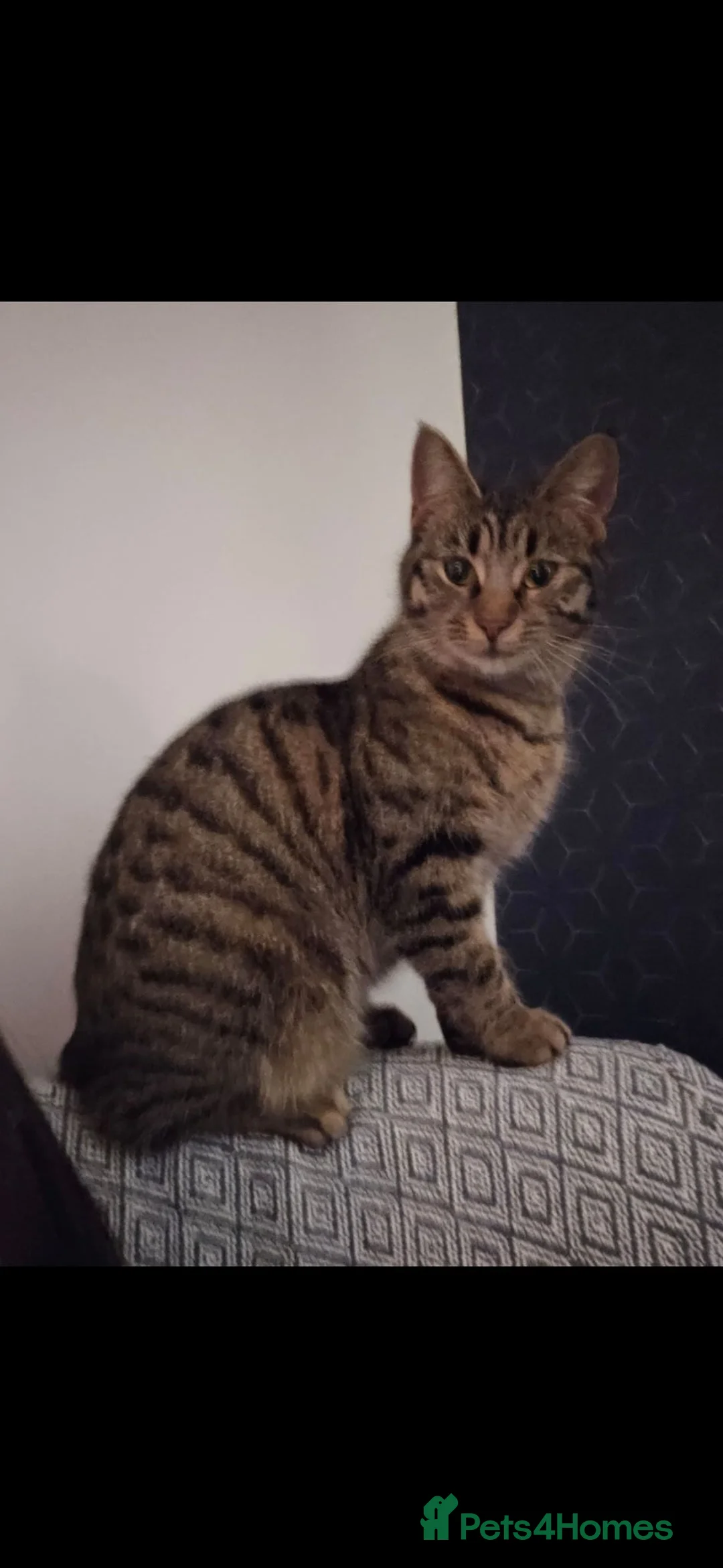 British Shorthair cats for sale: 3 Kittens for sale in Chippenham - Advert 5