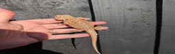 Bearded Dragon reptiles for sale: Baby bearded dragons - Advert 8