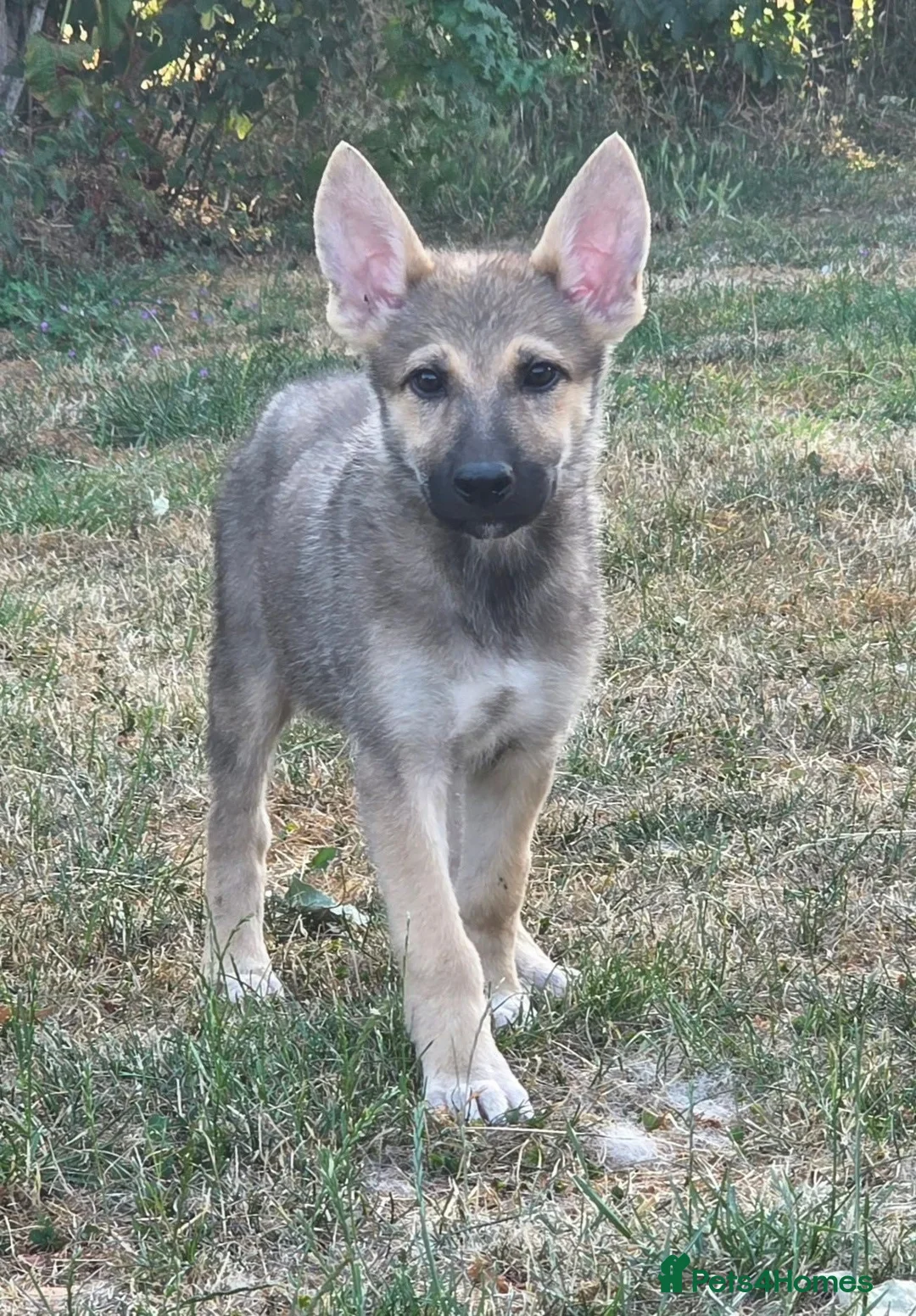 Tamaskan dogs for sale: Tamaskan Puppies *Health Tested Parents* - Advert 1