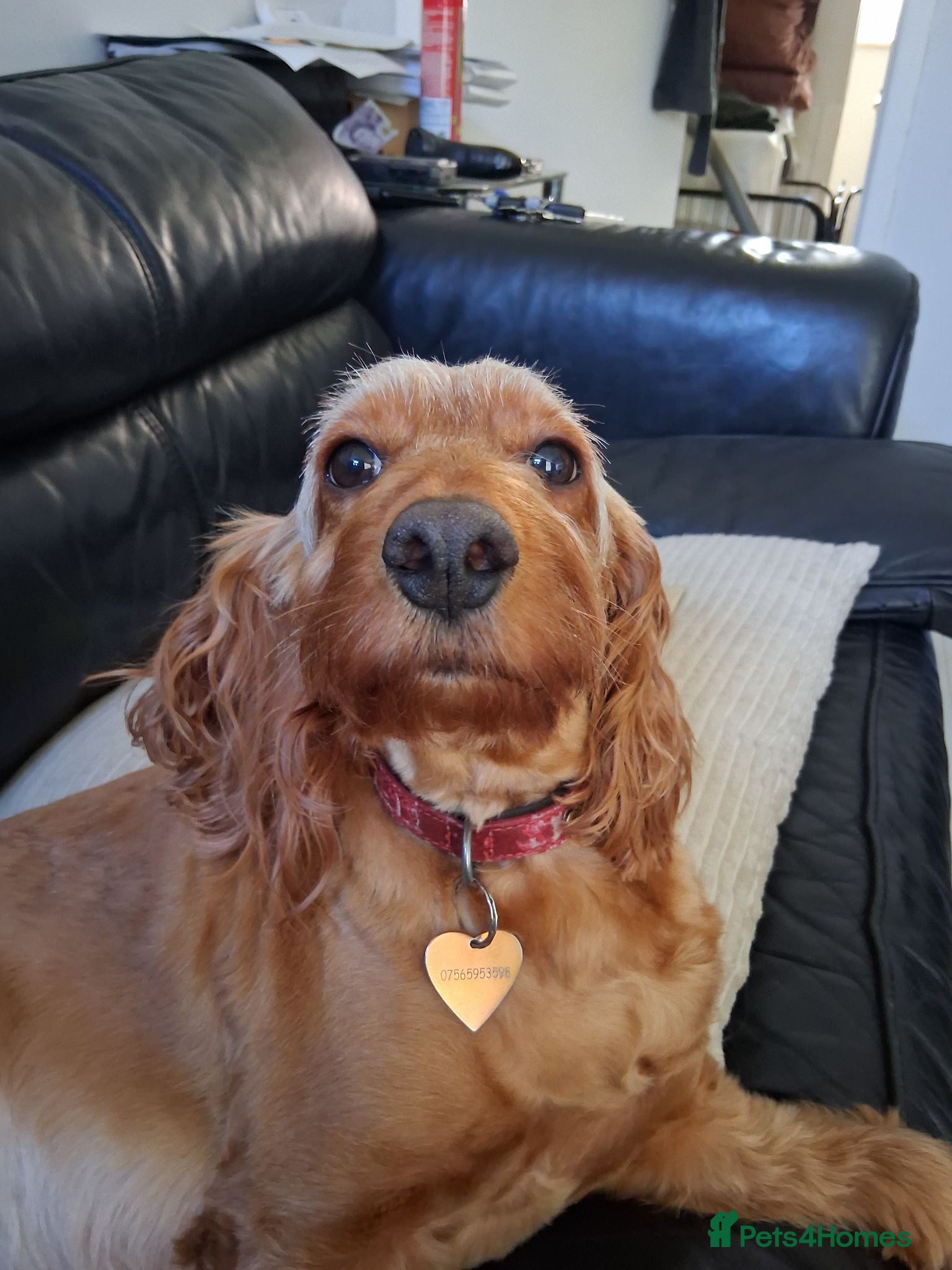 Cockapoo dogs Lady cockerpoos  - Advert 2
