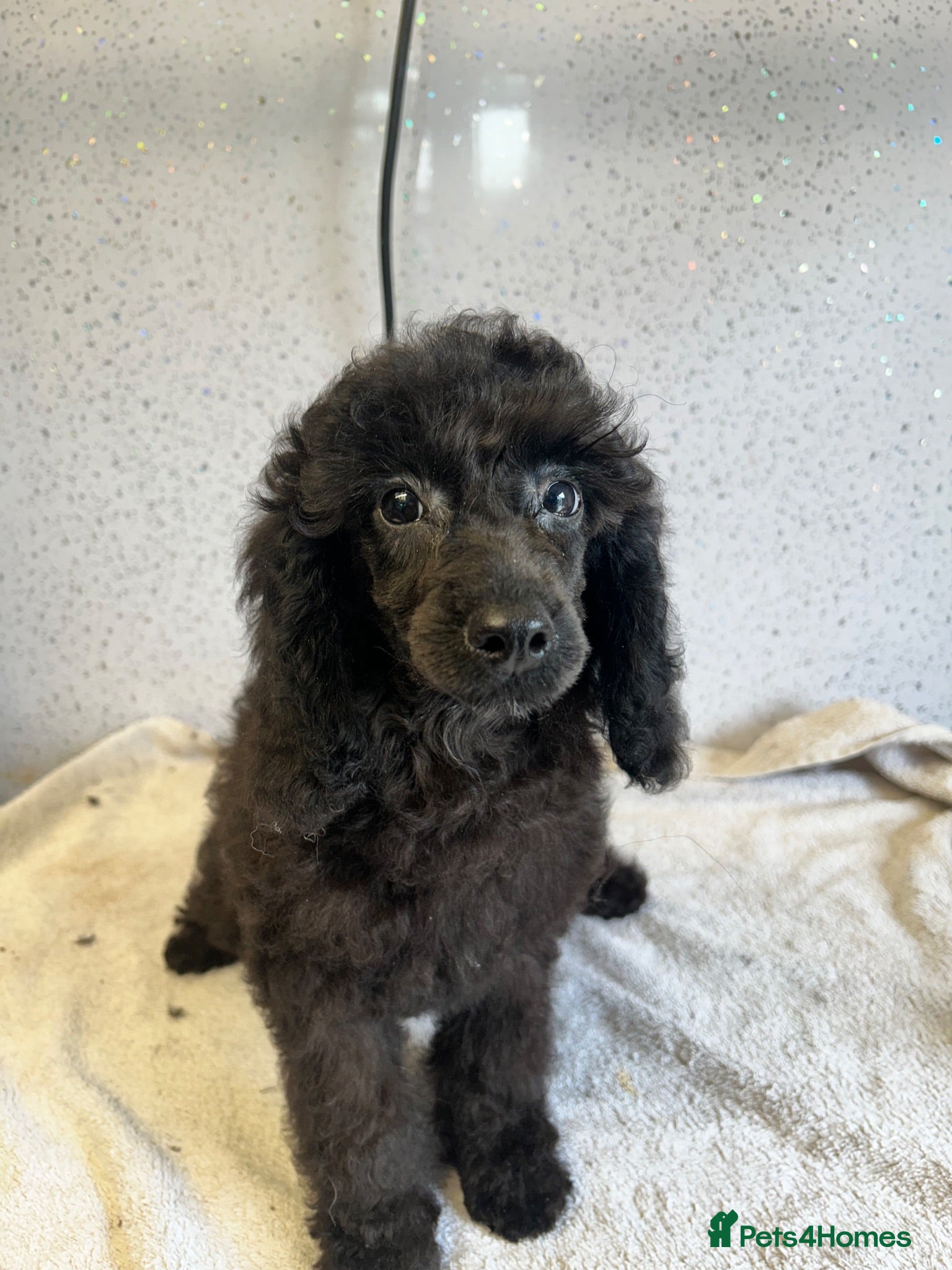 Toy Poodle dogs Three stunning toy poodle girls  - Advert 2