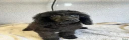 Toy Poodle dogs for sale: Three stunning toy poodle girls  - Advert 3