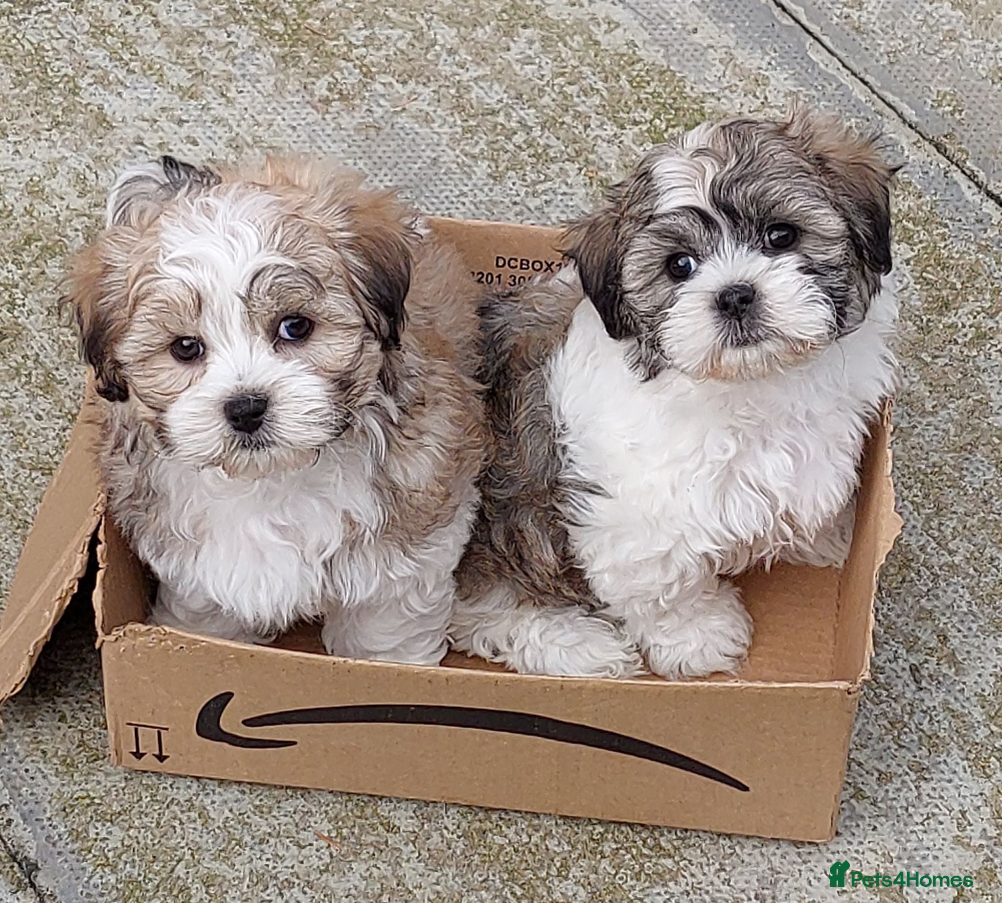 Zuchon dogs Gorgeous Shichon Puppies. Bichon Frise x Shih Tzu - Advert 1