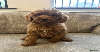 Goldendoodle dogs Adorable golden doodles - Advert 4