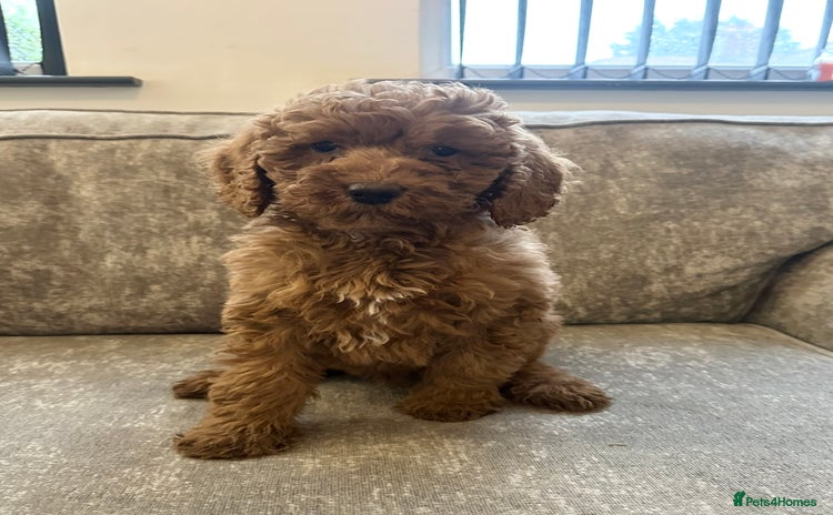 Goldendoodle dogs Adorable golden doodles - Advert 5