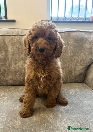 Goldendoodle dogs Adorable golden doodles - Advert 2