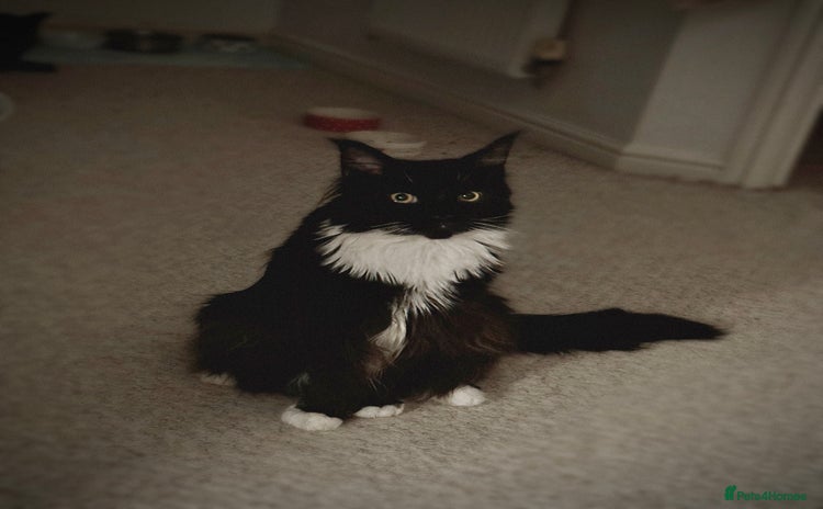 Maine Coon cats - Advert 2