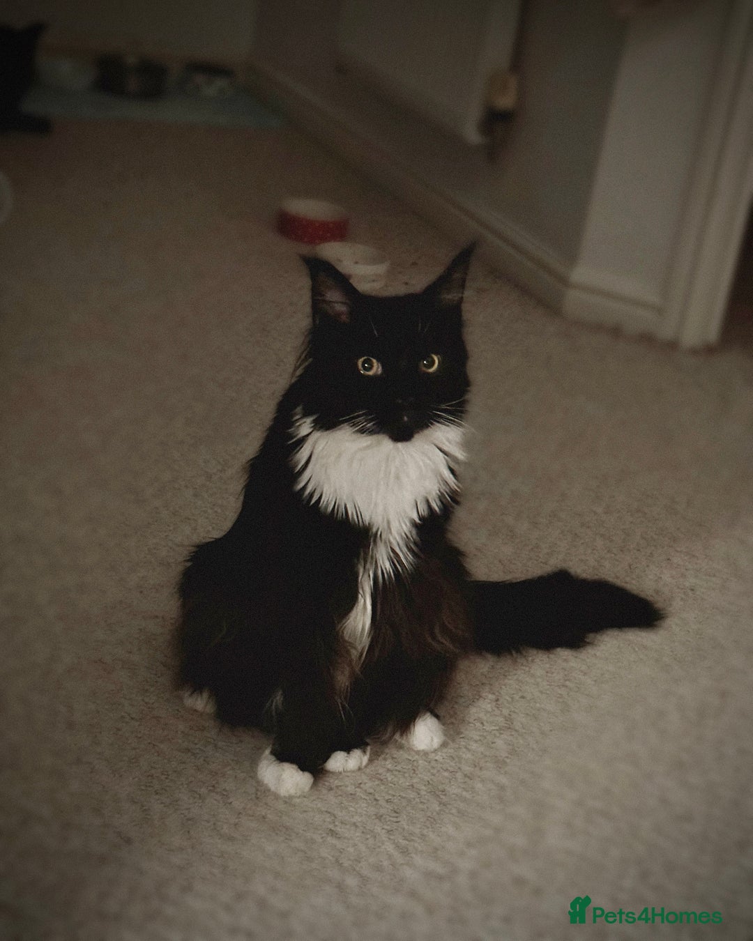Maine Coon cats for sale: Two lovely Main coon boys - Image 1