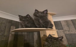 Maine Coon cats for sale: Maine Coon kittens avaliable - Image 1