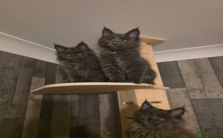 Maine Coon cats - Advert 2
