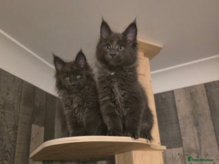 Maine Coon cats - Advert 3